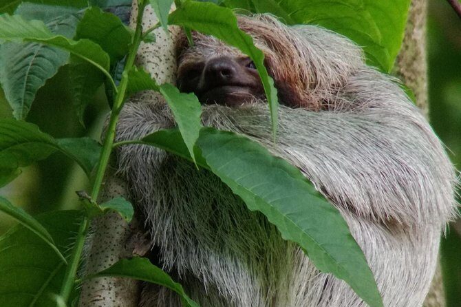 Sloth Watching Trail - The Sum Up