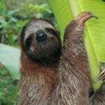 Sloth, waterfall, Costa Rican lunch coffee and chocolate tour - Who Will Love This Tour?