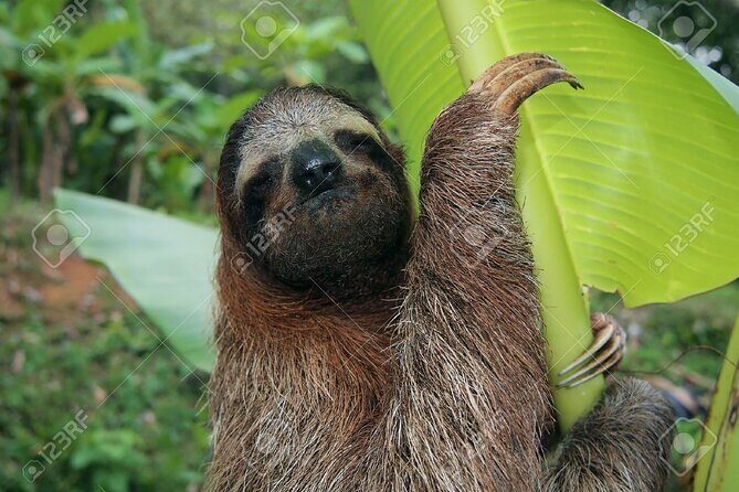 Sloth, waterfall, Costa Rican lunch coffee and chocolate tour - Who Will Love This Tour?