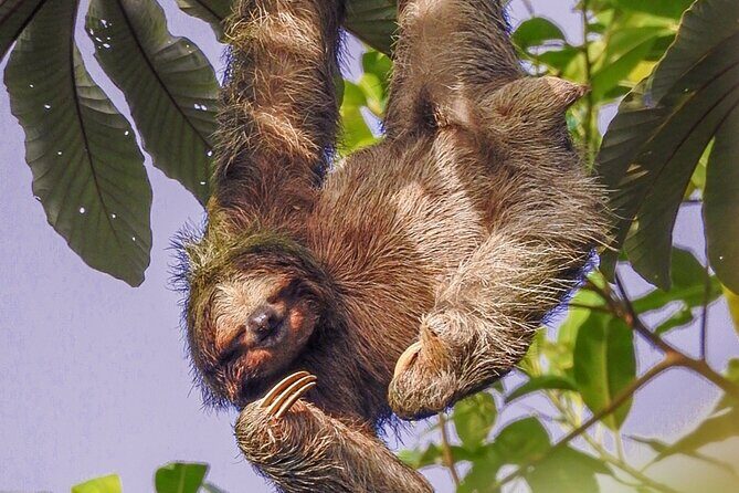 Sloth & Wildlife Nature Walk - The Sum Up