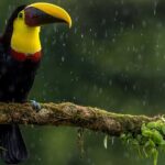 Slothies and Birds Sightseeing - The Experience in Depth: What You Can Expect