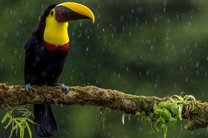 Slothies and Birds Sightseeing - The Experience in Depth: What You Can Expect