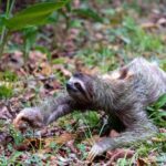 Sloths and Monkeys Roatan Island and Beach Break Private - Who Would Love This Tour?