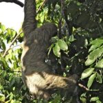 Sloths, Frogs, Monkeys!! with Waterfall Hike and Corobici River Safari Float - FAQ