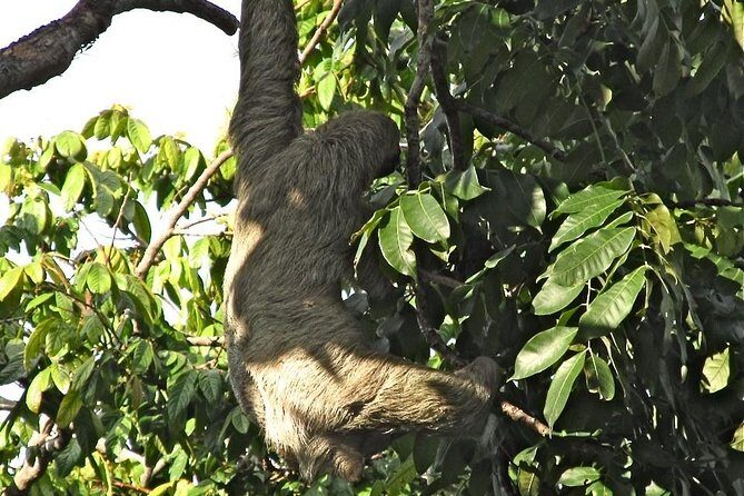 Sloths, Frogs, Monkeys!! with Waterfall Hike and Corobici River Safari Float - FAQ