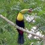 Sloths in the rain forest + safari by the river - Who Should Book This Tour?