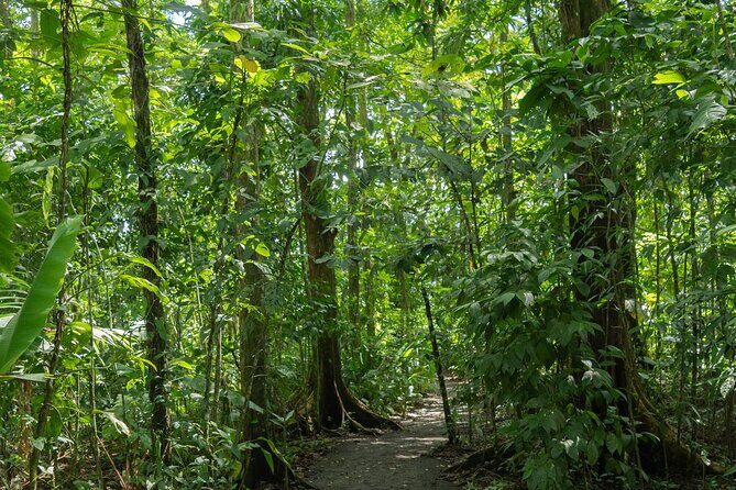 Sloths Observation and Coffee, Chocolate, Sugarcane Experience - FAQ