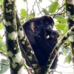 Sloths, Rio Celestes & Rainforest with Lunch, Full Day Tour - The Journey: What to Expect