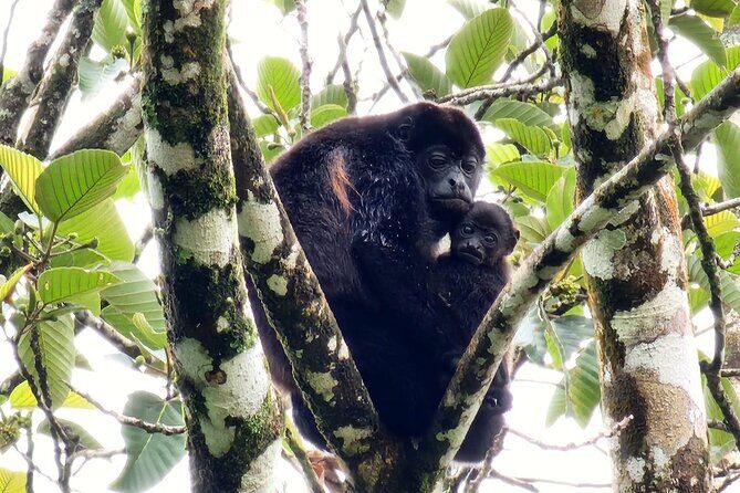 Sloths, Rio Celestes & Rainforest with Lunch, Full Day Tour - The Journey: What to Expect