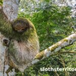 Sloths Watching Tour through Sloth's Territory - The Sum Up: Who Should Consider This Tour?