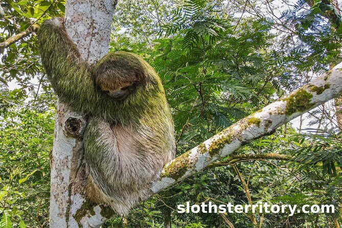 Sloths Watching Tour through Sloth's Territory - The Sum Up: Who Should Consider This Tour?