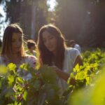 Small-Group Half Day Tour to Concha y Toro Winery - An In-Depth Look at What to Expect