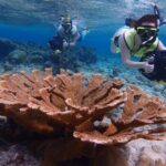 Small-Group Sea Scooters Snorkel at Mangel Halto Beach in Aruba - A Practical Dive into Aruba’s Underwater Experience
