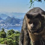 Small-Group Tijuca Forest Guided Tour - Who Will Love This Tour?