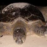 Small Group Tortuguero Turtle Nesting Tour - An In-Depth Look at the Tortuguero Turtle Nesting Tour