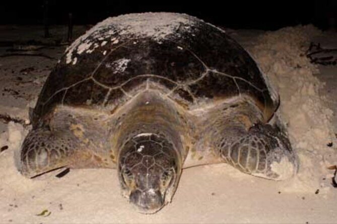 Small Group Tortuguero Turtle Nesting Tour - An In-Depth Look at the Tortuguero Turtle Nesting Tour