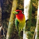 Small Groups Birding at Monteverde Cloud Forest - The Itinerary in Detail