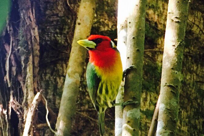 Small Groups Birding at Monteverde Cloud Forest - The Itinerary in Detail