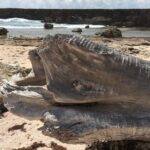 Snorkel and Beach Adventure Tour - Who Will Love This Tour?