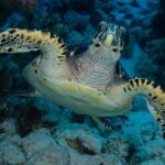 Snorkel Experience in Bonaire - Who Should Consider This Tour?