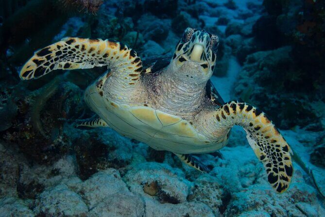 Snorkel Experience in Bonaire - Who Should Consider This Tour?