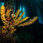 Snorkel Shore Trip with Scubaçao "East Point" - What Travelers Say: Authentic Feedback