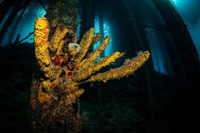 Snorkel Shore Trip with Scubaçao "East Point" - What Travelers Say: Authentic Feedback