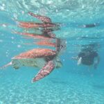 Snorkel with Turtles & Kenepa Grandi Beach: Nr.1 Island Day Trip - A Deep Dive into the Tour Experience