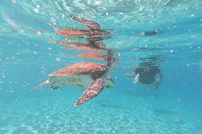 Snorkel with Turtles & Kenepa Grandi Beach: Nr.1 Island Day Trip - A Deep Dive into the Tour Experience