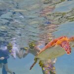 Snorkel with Turtles & see the Flamingos - An In-Depth Look at the Bonaire Snorkel with Turtles & Flamingos Tour