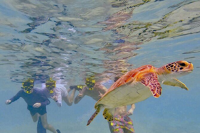 Snorkel with Turtles & see the Flamingos - An In-Depth Look at the Bonaire Snorkel with Turtles & Flamingos Tour