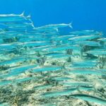 Snorkeling Adventure in Aguadilla - A Closer Look at the Aguadilla Snorkeling Experience