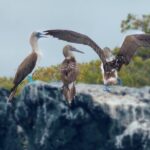 Snorkeling and Fauna Observation at Las Tintoreras Islet - Frequently Asked Questions