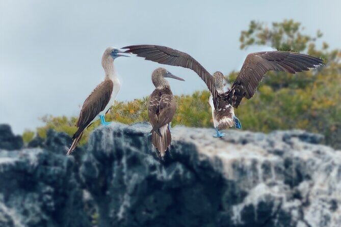 Snorkeling and Fauna Observation at Las Tintoreras Islet - Frequently Asked Questions