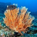 Snorkeling at Caño Island - An In-Depth Look at Snorkeling at Caño Island