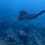 Snorkeling at Catalina Islands - Who Is This Tour Best For?