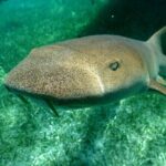 Snorkeling at Silk and Moho Caye - Final Thoughts