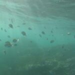 Snorkeling Costa Rica - An In-Depth Look at Snorkeling Costa Rica in Tamarindo