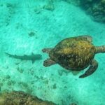 Snorkeling in Caño Island from uvita - Frequently Asked Questions
