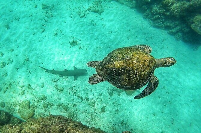 Snorkeling in Caño Island from uvita - Frequently Asked Questions