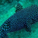 Snorkeling Tour at Caño Island - Who Will Love This Tour?