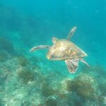 Snorkeling Tour in Caño Island with Lunch from Drake Bay - Practical Tips for Your Trip