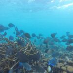 Snorkeling Tour (with Light Refreshments) - Who Will Love This Tour?