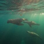 Snorkeling with Sea Lions - What Makes This Experience Stand Out?