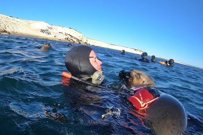 Snorkeling with Sea Lions by Madryn Buceo - The Practical Side: Logistics and Value