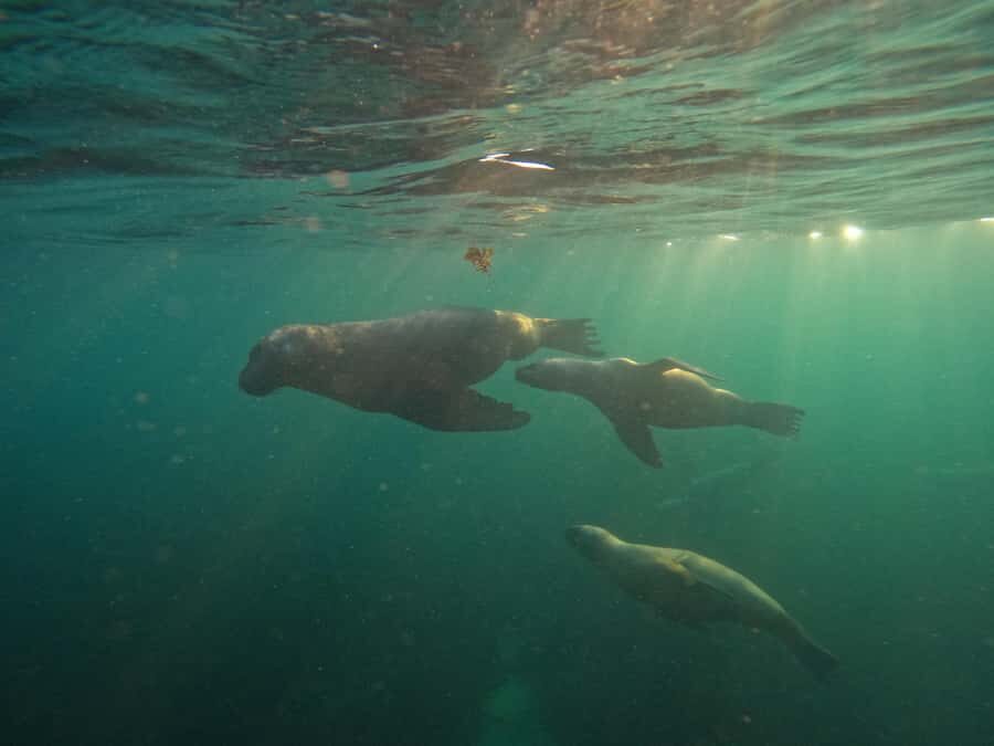 Snorkeling with Sea Lions - What Makes This Experience Stand Out?