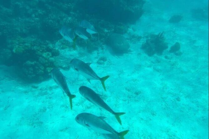 Snorkeling with Sea Scooters and Sea Adventure - Offshore - The Sum Up