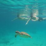Snorkeling with turtles in their natural habitat - The Speedboat Ride: A Scenic 20 Minutes