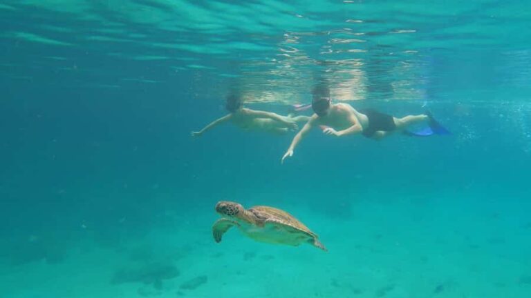 Snorkeling with turtles in their natural habitat - The Speedboat Ride: A Scenic 20 Minutes