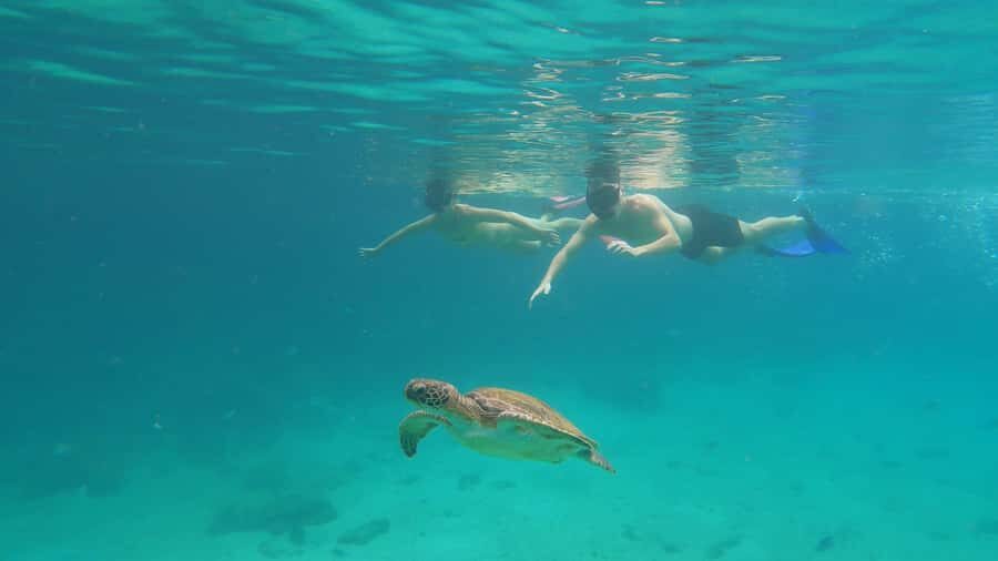 Snorkeling with turtles in their natural habitat - The Speedboat Ride: A Scenic 20 Minutes